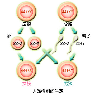 先天性决定原理